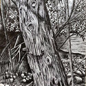 Cedar Bark, 8x10 in,  ink on paper